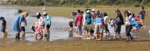 SwanBay2
