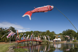 'Koinobori' Carp Kites Coffs Harbour Landscape - Photo Rob Cleary