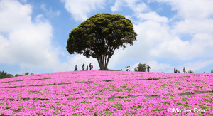 Mother Farm_13_Petunia_Futtsu City