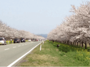 Cherry Blossoms and Canola Flowers Road, Ogata Village (Akita Prefecture)
