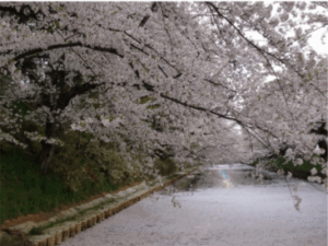Cherry Blossoms and Canola Flowers Road, Ogata Village (Akita Prefecture)